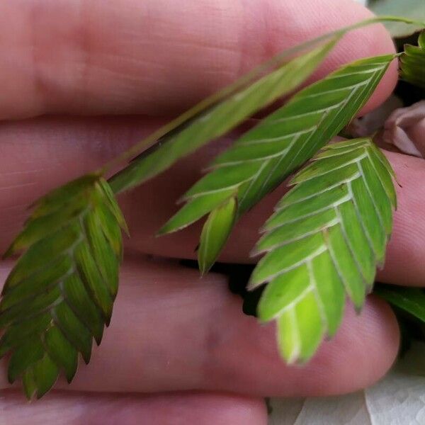 Chasmanthium latifolium Flower