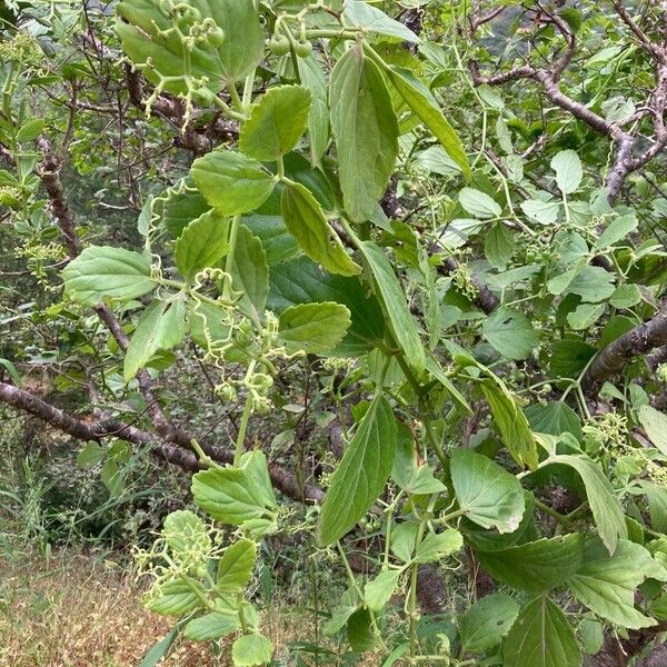 Cissus rotundifolia Çiçek