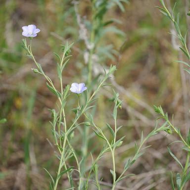 Linum pratense Агульны выгляд