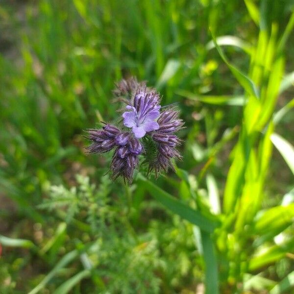 Phacelia tanacetifolia 花