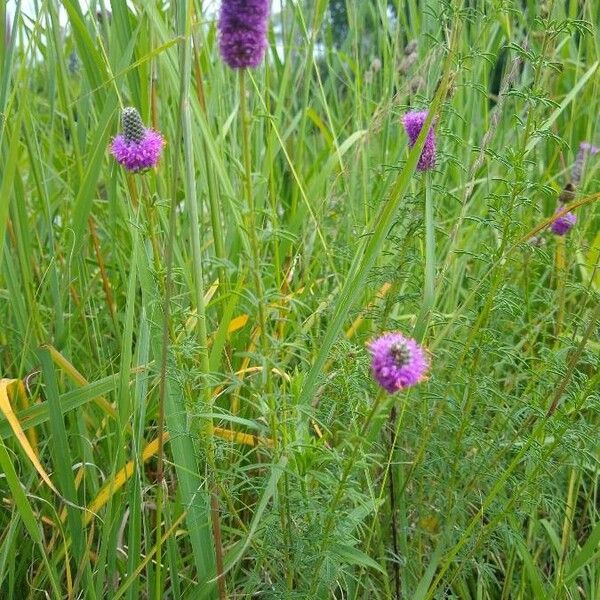 Dalea purpurea Virág