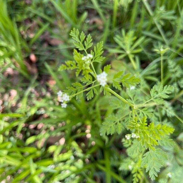 Chaerophyllum tainturieri 花