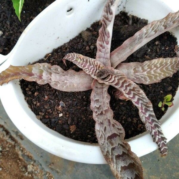 Cryptanthus fosterianus Hoja