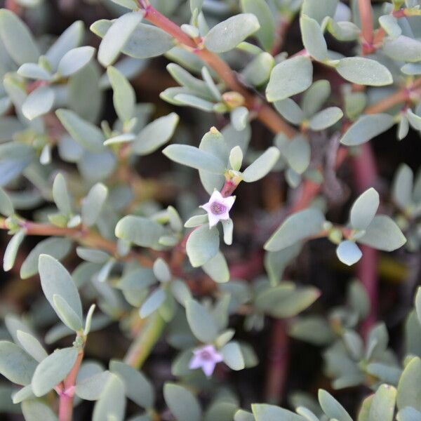 Sesuvium portulacastrum Kvet