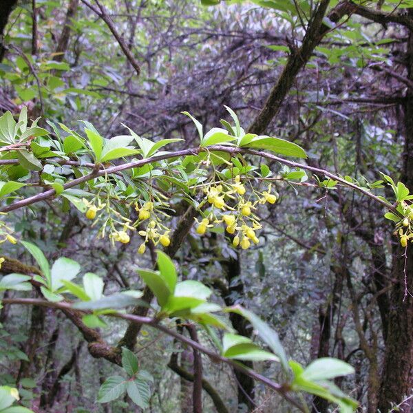 Berberis aristata Habit