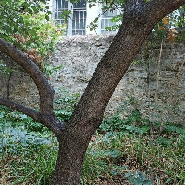 Quercus ithaburensis Bark