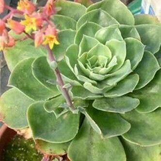 Echeveria secunda Leaf