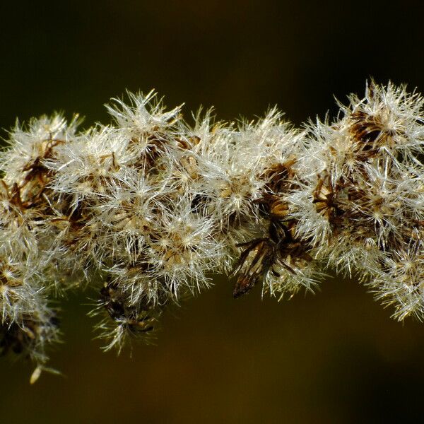 Solidago canadensis Frutto