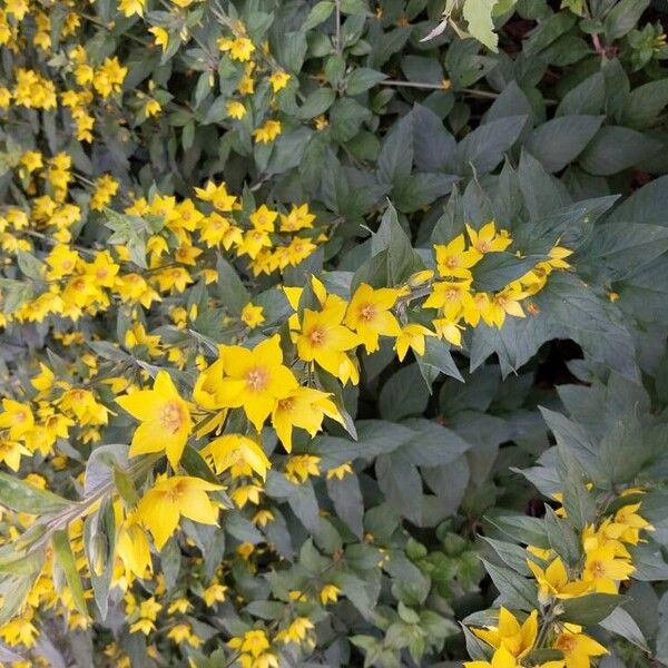 Lysimachia punctata Flower