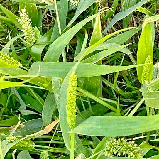 Setaria adhaerens Цвят