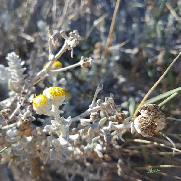 Achillea maritima Floare