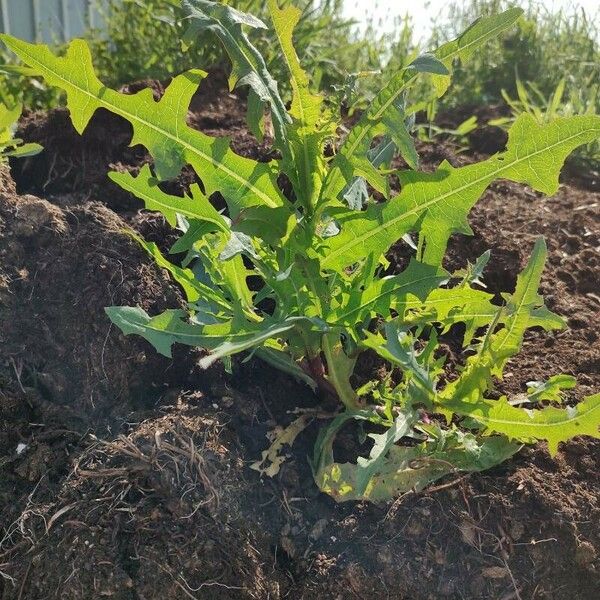 Sonchus arvensis Foglia