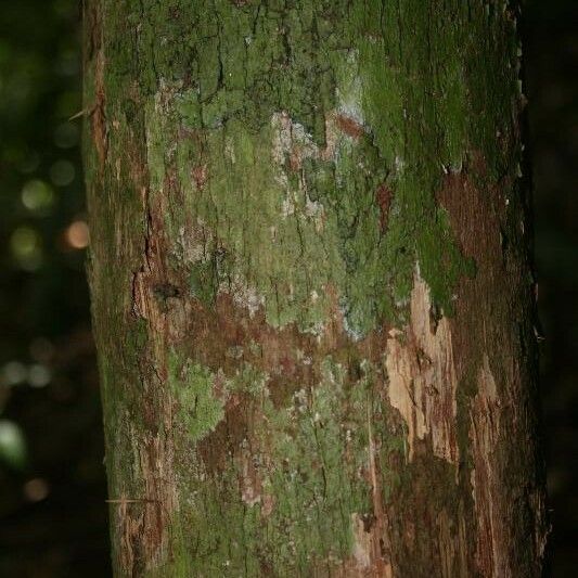 Couratari oblongifolia Кара