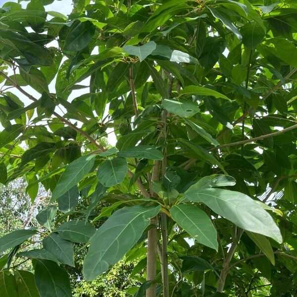 Citharexylum spinosum Levél