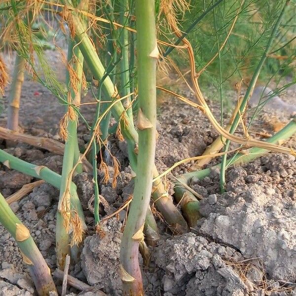 Asparagus officinalis Écorce