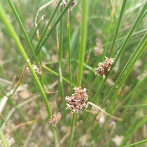 Juncus conglomeratus Fiore