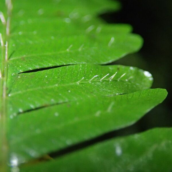 Pteris catoptera Folla