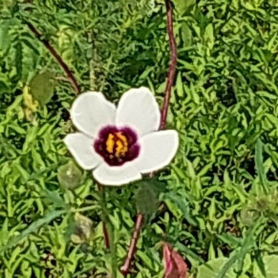 Hibiscus trionum Цвят