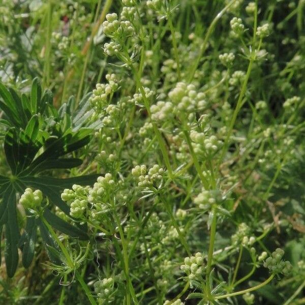Galium saxatile Цветок