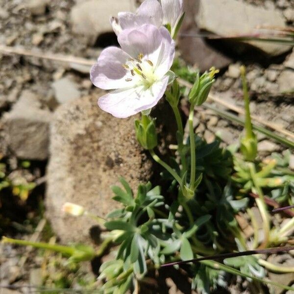 Geranium argenteum Λουλούδι