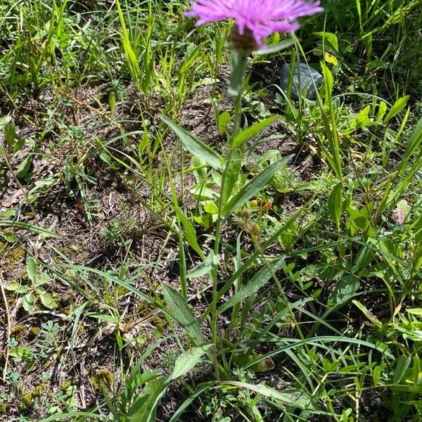 Centaurea jacea Vivejo