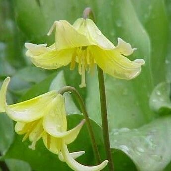 Erythronium revolutum Flors