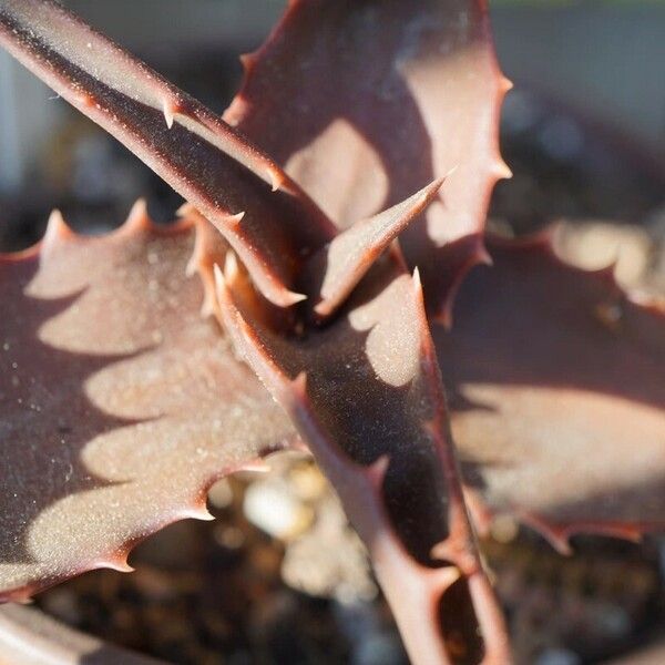 Aloe bussei Folha