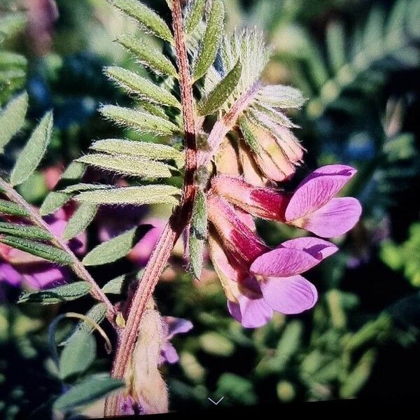 Vicia pannonica പുഷ്പം