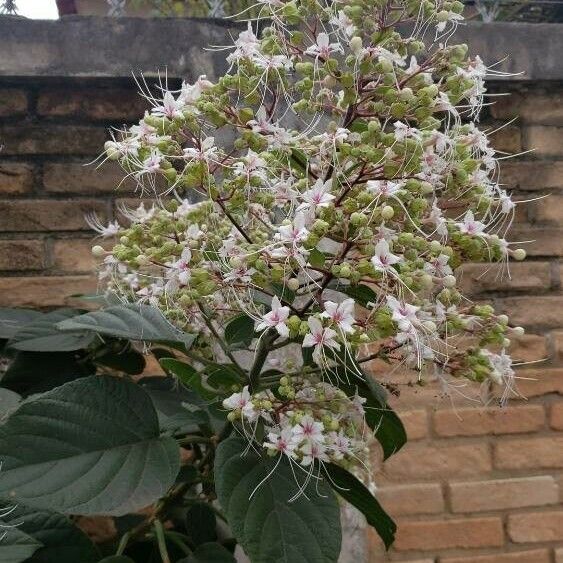 Clerodendrum infortunatum फूल