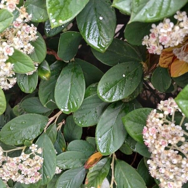 Cotoneaster coriaceus Листок