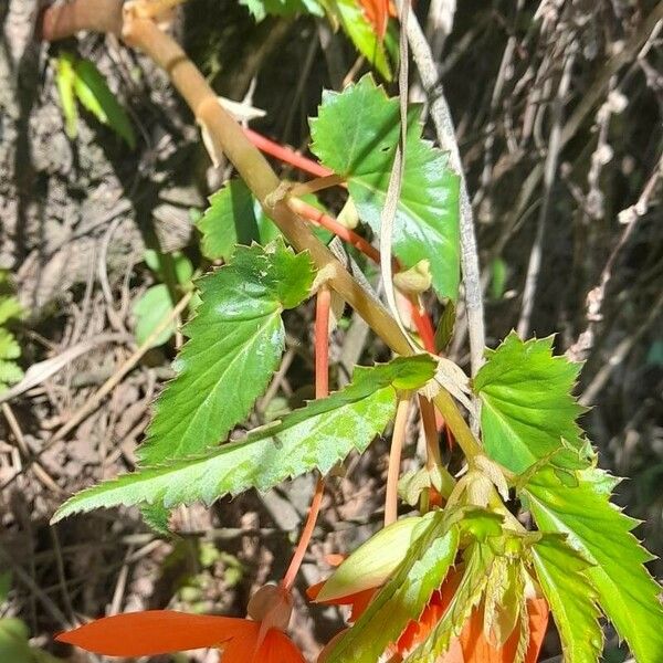 Begonia boliviensis Habitus