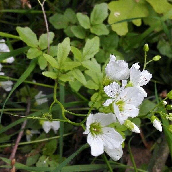 Cardamine amara പുഷ്പം