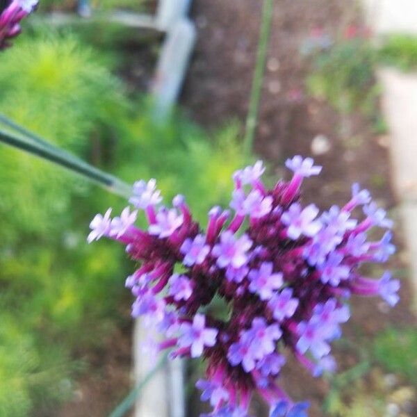 Verbena litoralis Кветка