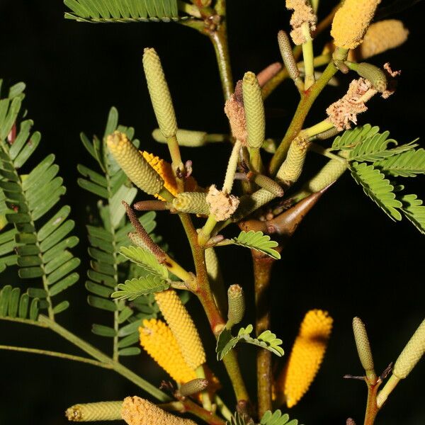 Vachellia collinsii Çiçek