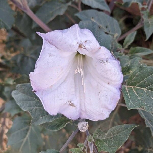 Datura wrightii Flower