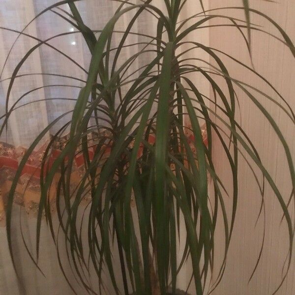 Dracaena reflexa Fulla