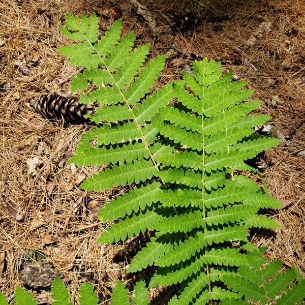 Osmunda claytoniana ᱥᱟᱠᱟᱢ