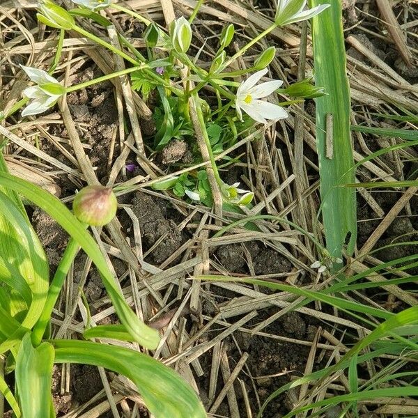 Ornithogalum divergens Kvet