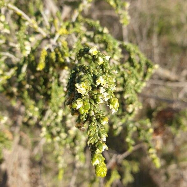 Thymelaea hirsuta Листок