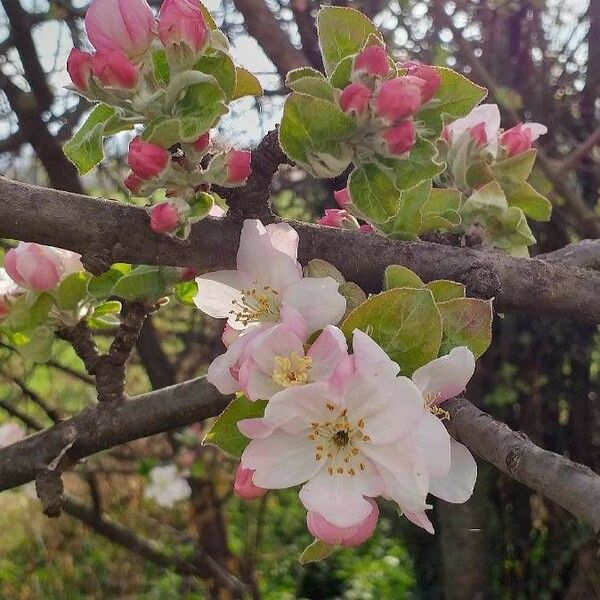 Malus sylvestris फूल