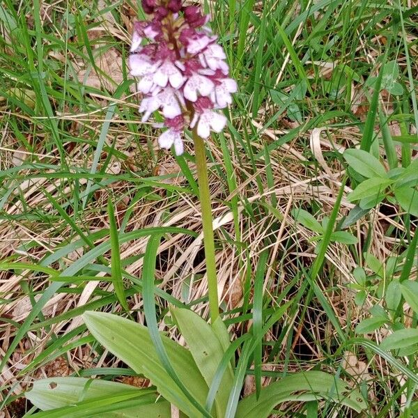 Orchis purpurea Hábito