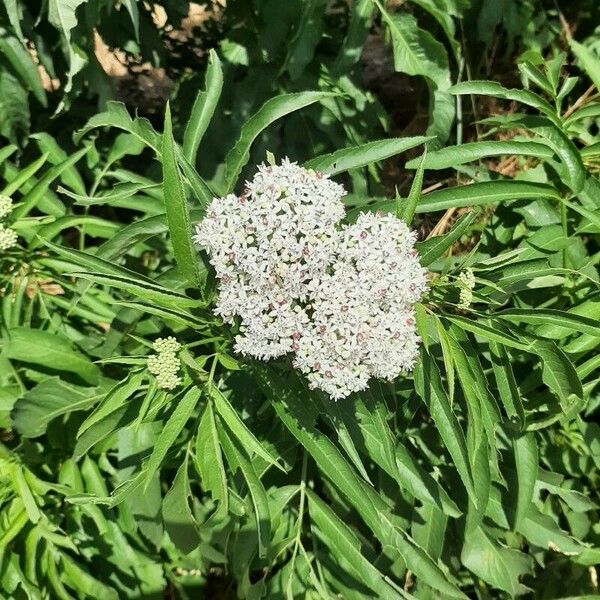 Sambucus ebulus Blüte