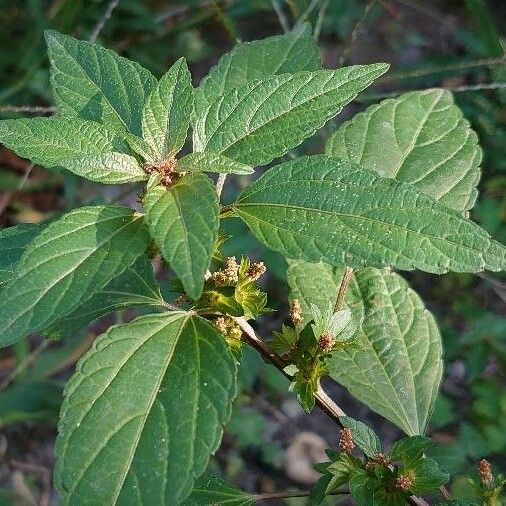 Acalypha virginica Virág