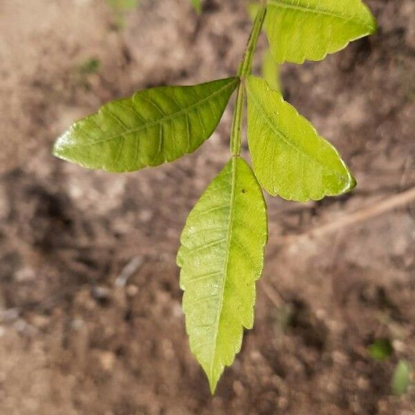 Schinus terebinthifolia Fuelha