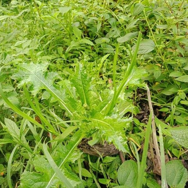 Sonchus arvensis Blad