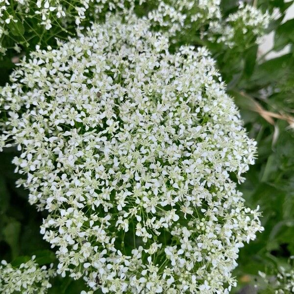 Lepidium draba ফুল