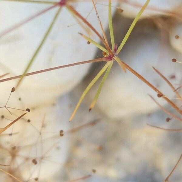 Galium setaceum Feuille