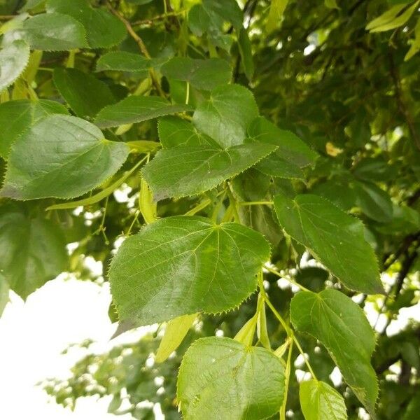 Tilia × euchlora Blad