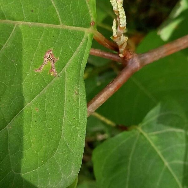 Reynoutria japonica Annet