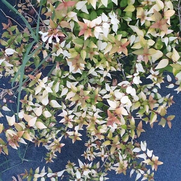 Abelia grandiflora Кветка